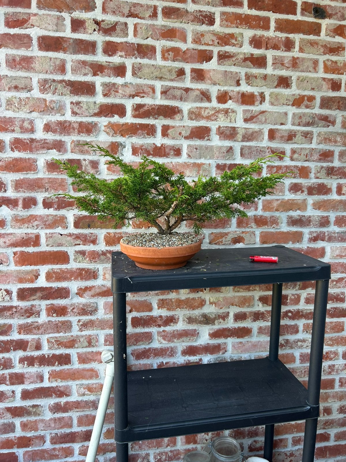 Bonsai itoigawa, Ophalen