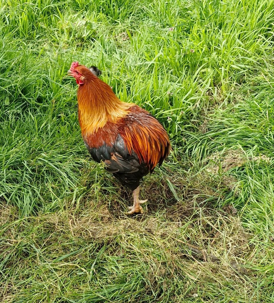 Araucana hanen, Dieren en Toebehoren