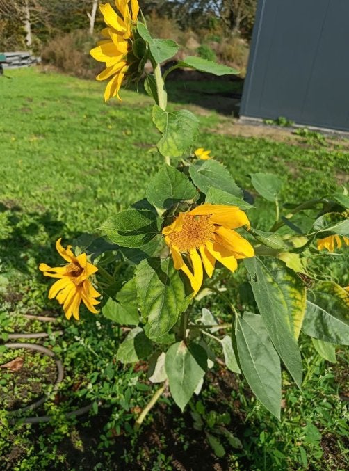 Zaden Zonnebloem - Meerbloemig, Tuin en Terras, Ophalen of Verzenden, Najaar, Volle zon
