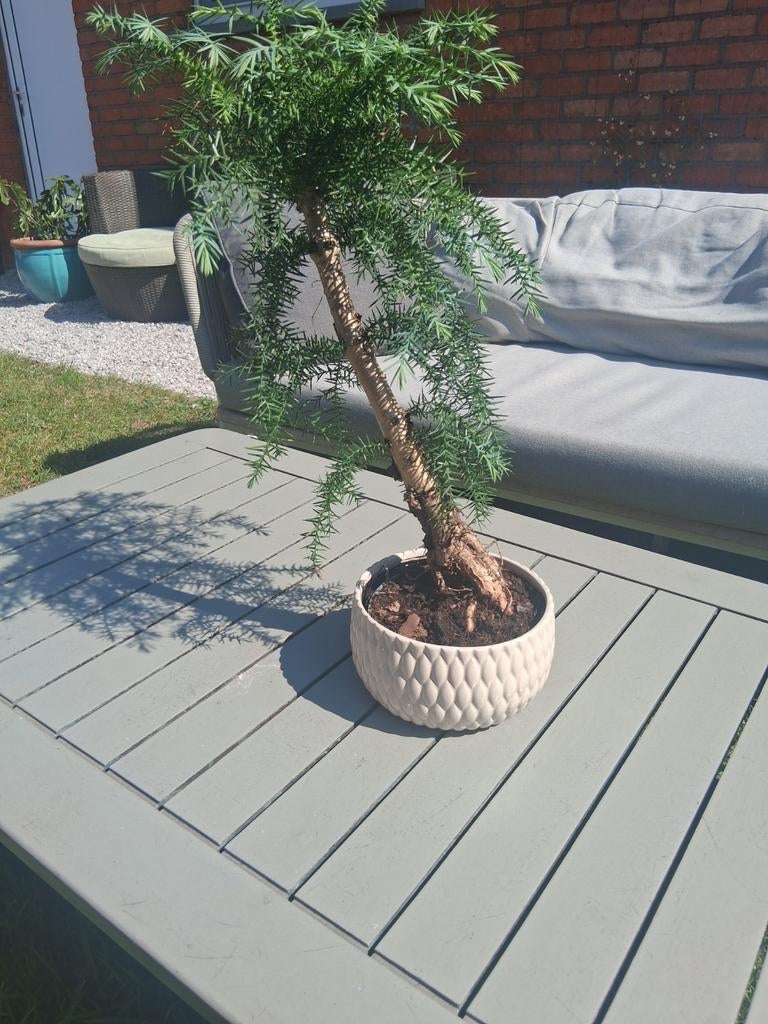 Bonsai, Tuin en Terras, Ophalen of Verzenden