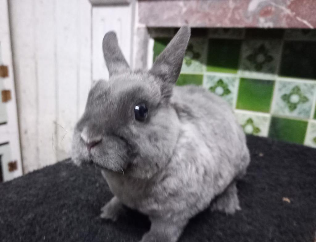 Rex dwerg rammetje in midden blauw marter., Dieren en Toebehoren, Konijnen, Dwerg