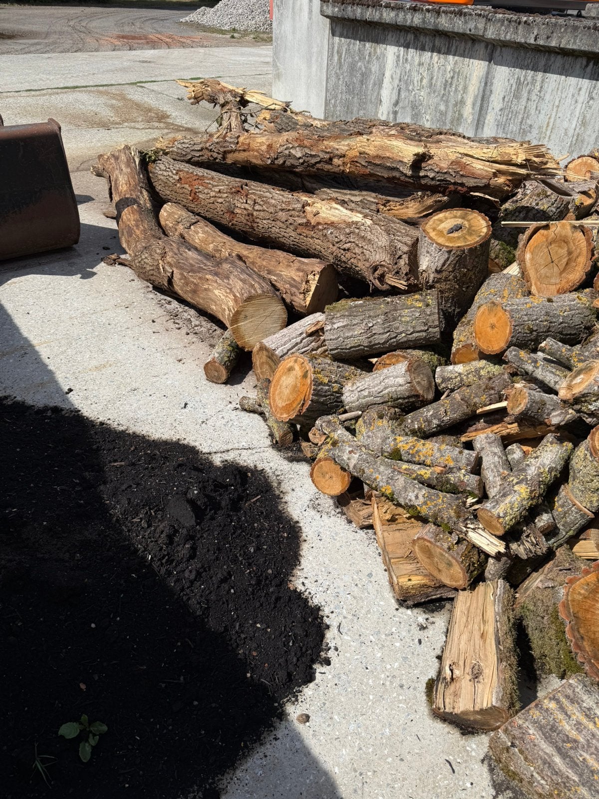 Brandhout ongekloven eik & populier, 6 m³ ou plus, Enlèvement, Chêne, Troncs d'arbres