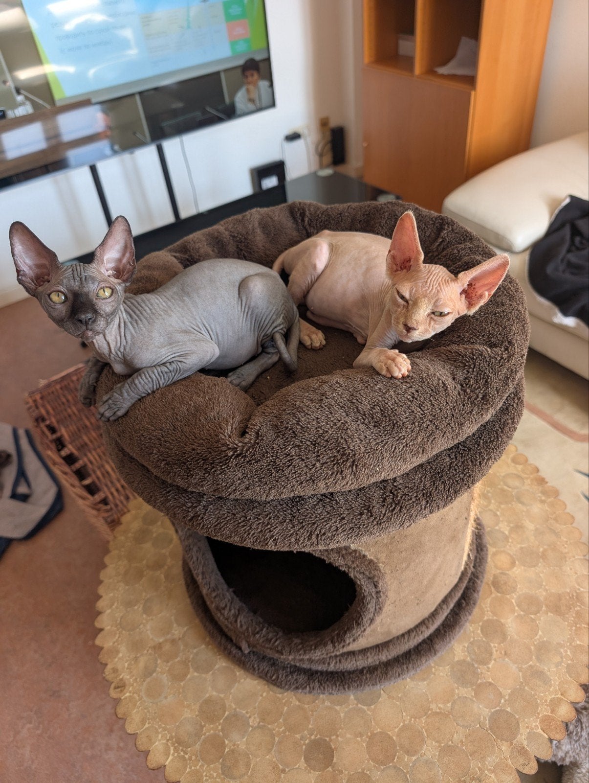Canadese Sphynx, Chat, Avec pedigree, 0 à 2 ans