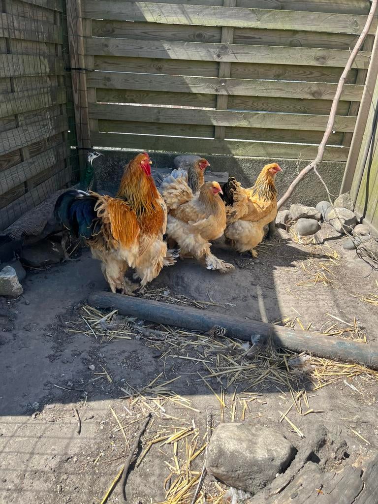 Broedeieren brahma buff, Dieren en Toebehoren, Pluimvee