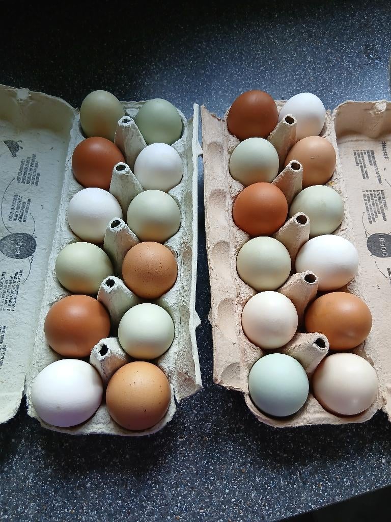 Oeufs fécondés, Enlèvement