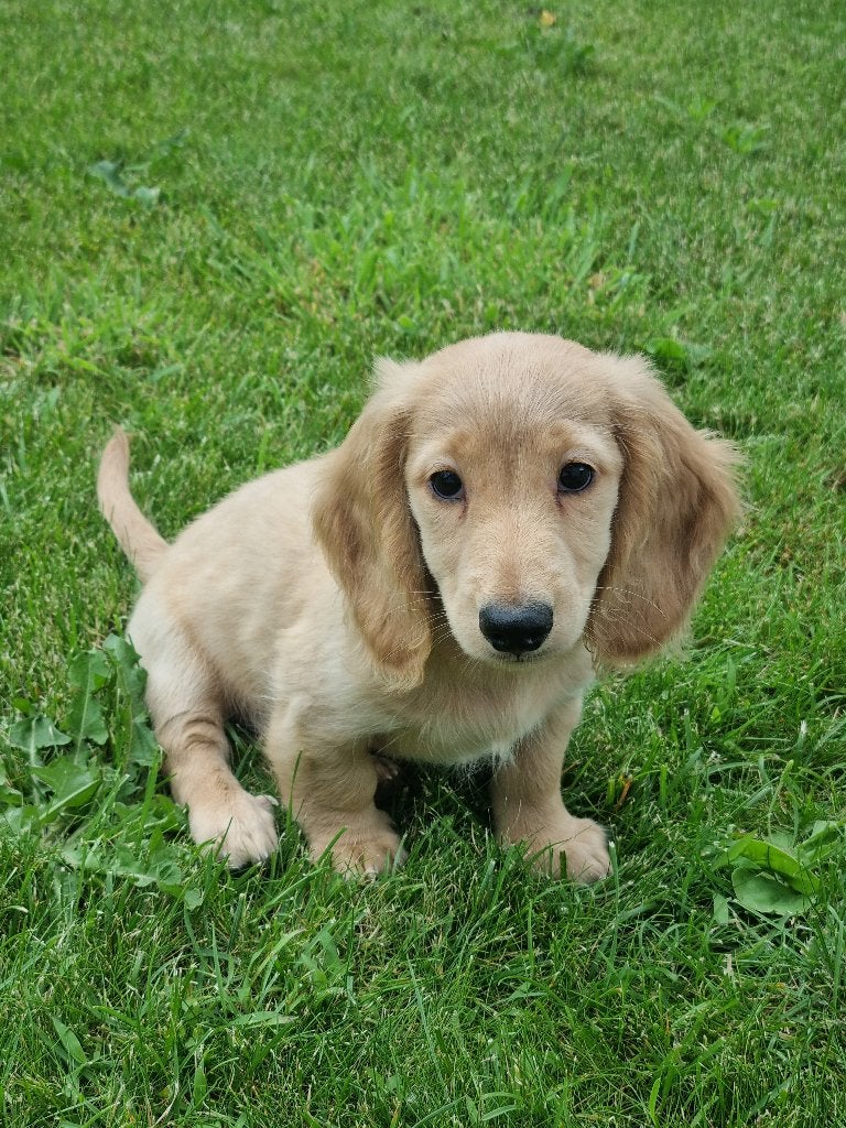 Langhaar teckelpups – huiselijk opgevoed, volledig in orde, Maladie de Carré (chiens), Poils longs, Plusieurs, Nain