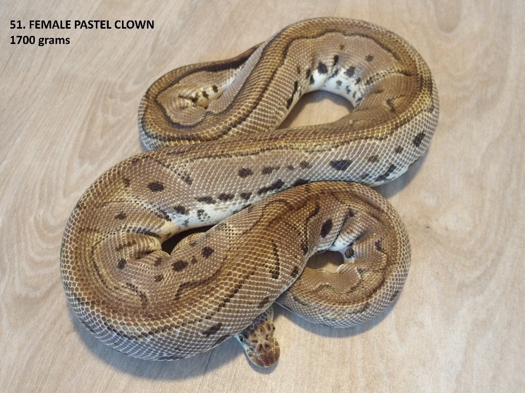 Koningspythons half en volwassen kweekdieren deel 3 Ball Python photo 4