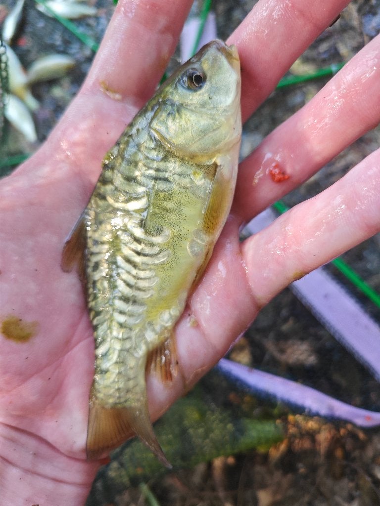 Karper(tjes), Dieren en Toebehoren, Karper of Koi