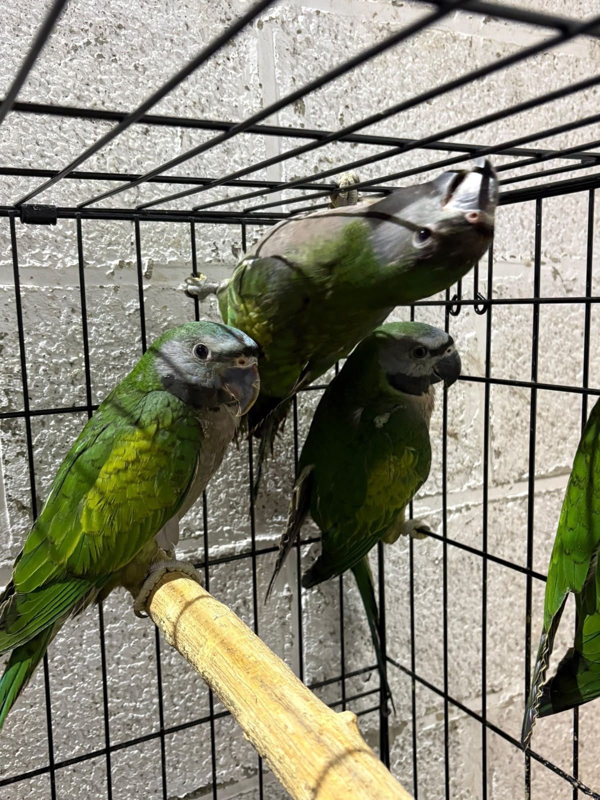 Jonge Derbyan’s 2026, Plusieurs animaux, Bagué