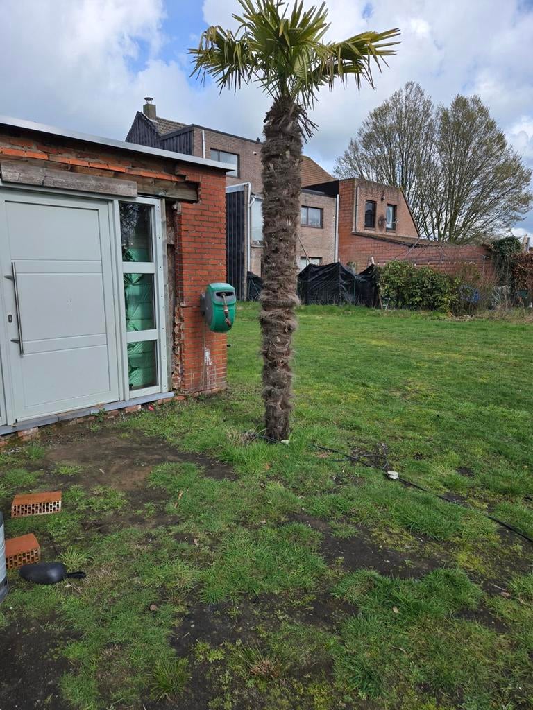 Te koop 3 palmbomen.