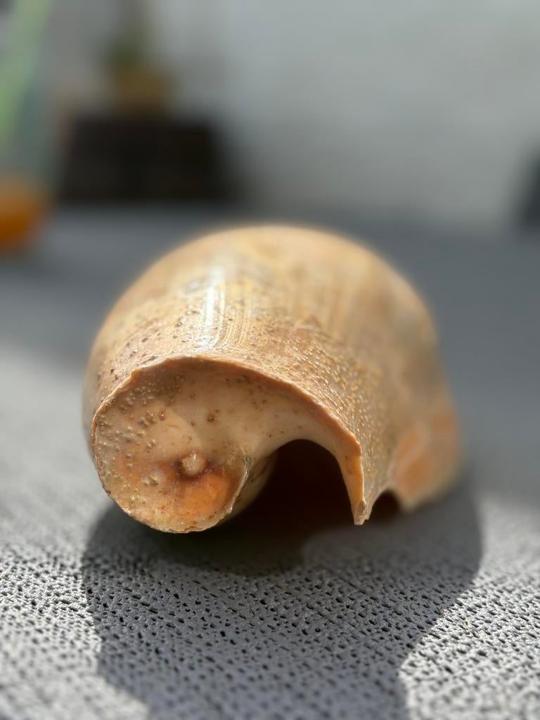 Grote oude echte Melo Melo schelp, Verzamelen, Mineralen en Fossielen, Ophalen