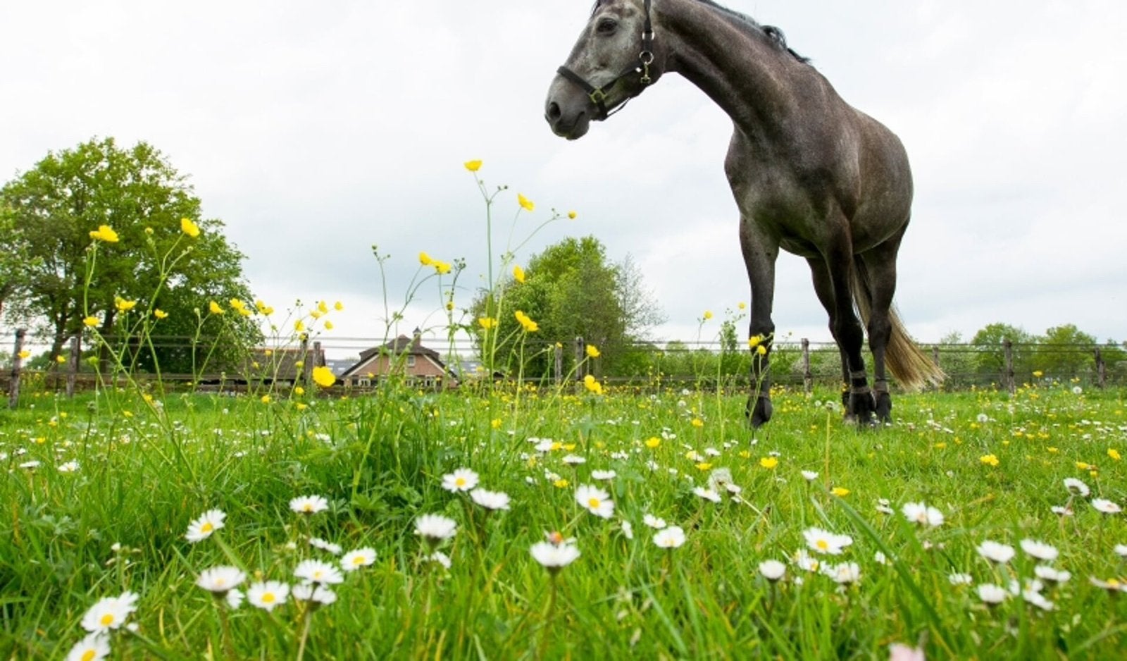 Gezocht: weiland 50-80a voor 3 paarden - Oudsbergen