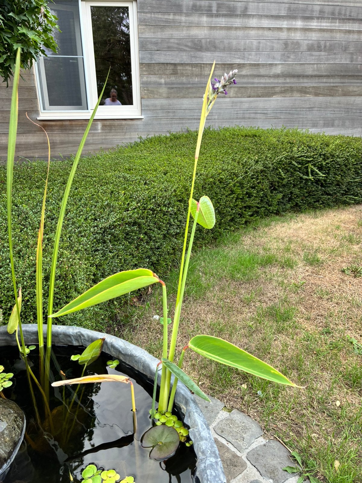 thalia dealbata, Jardin & Terrasse, Accessoires pour étangs, Enlèvement