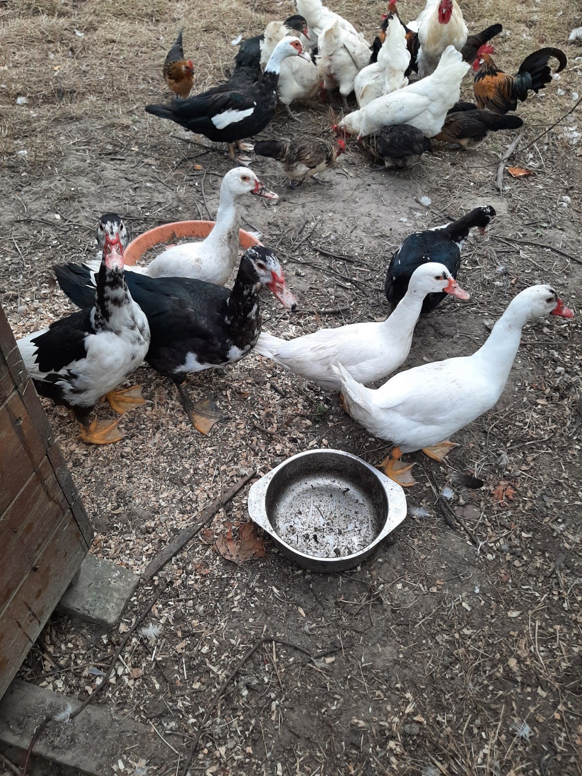 barberie eenden, Animaux & Accessoires, Plusieurs animaux, Canard