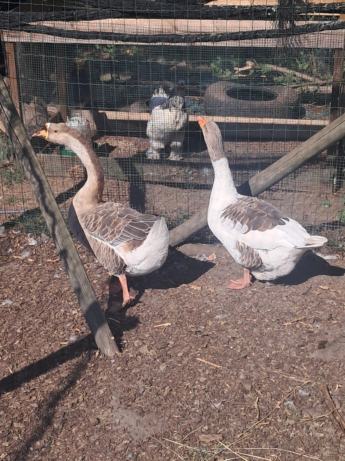 koppel ganzen, Animaux & Accessoires, Volatiles, Plusieurs animaux, Oie ou Cygne