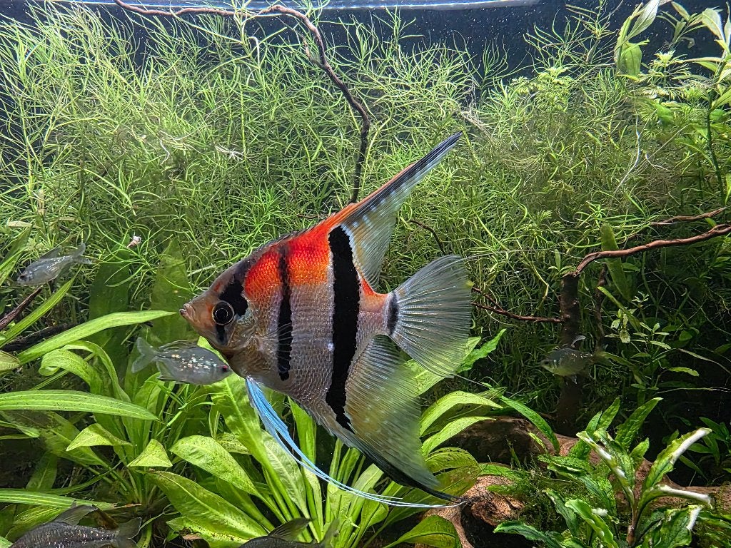 Maanvis Pt. Scalare Manacapuru Red Back, Vis, Zoetwatervis