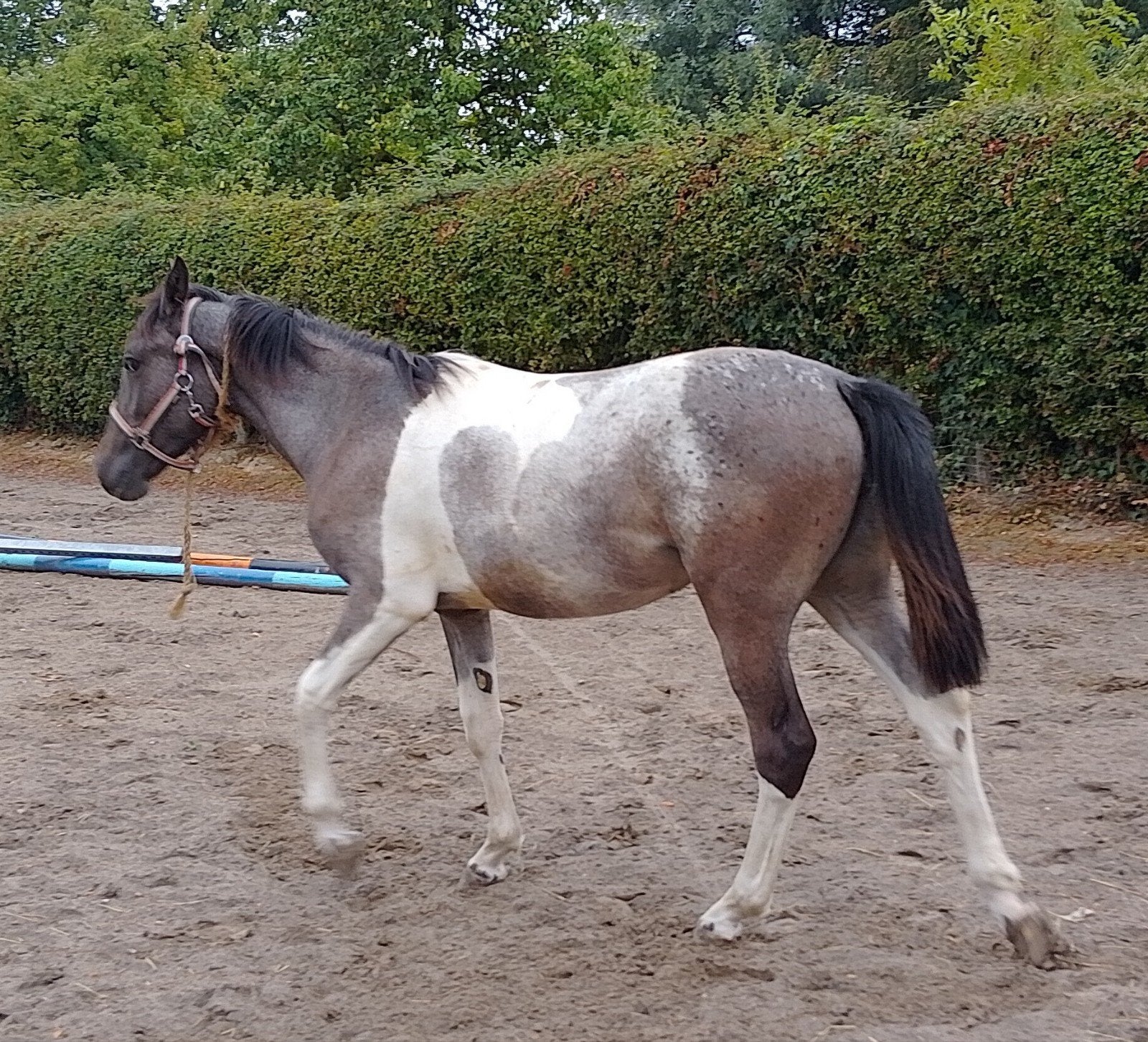 zeer mooi getekende merrie, Dieren en Toebehoren, Paarden, Merrie, M