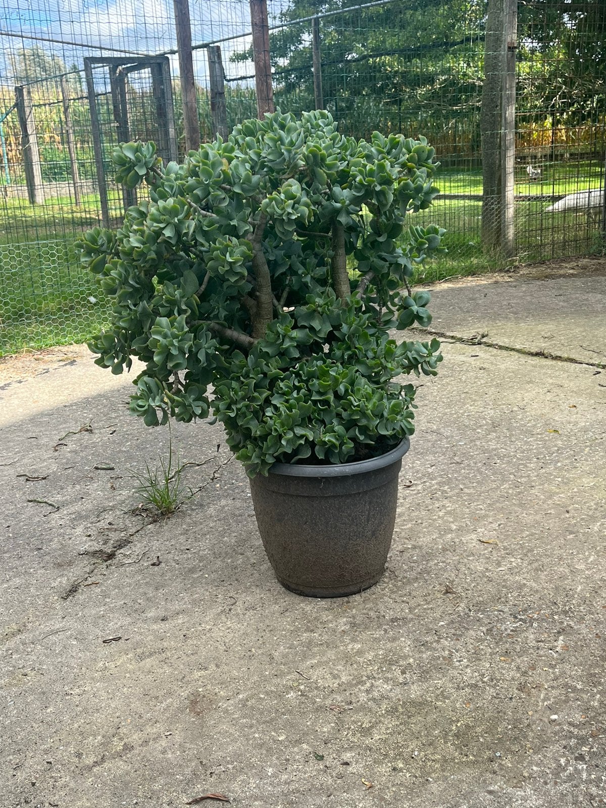 Vet planten, Enlèvement