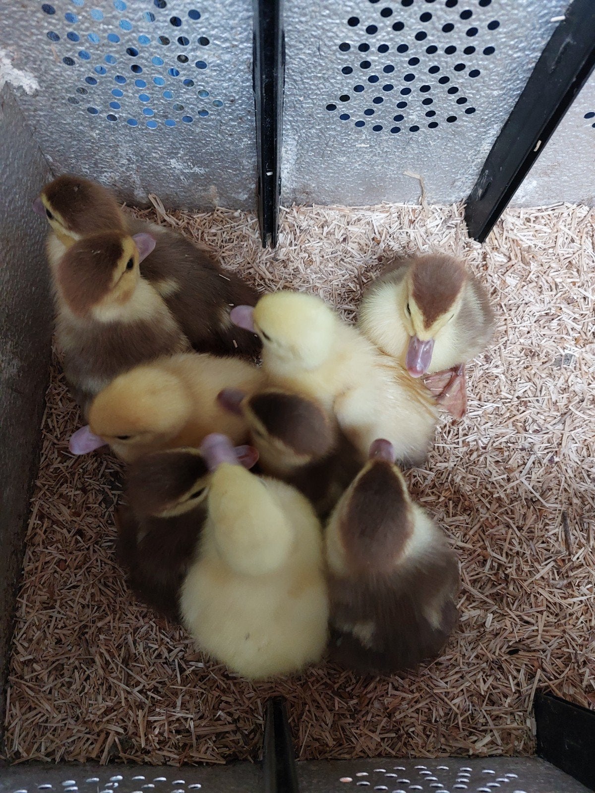 Jonge kleurzuivere bruine barberie muskus eenden, Dieren en Toebehoren, Pluimvee