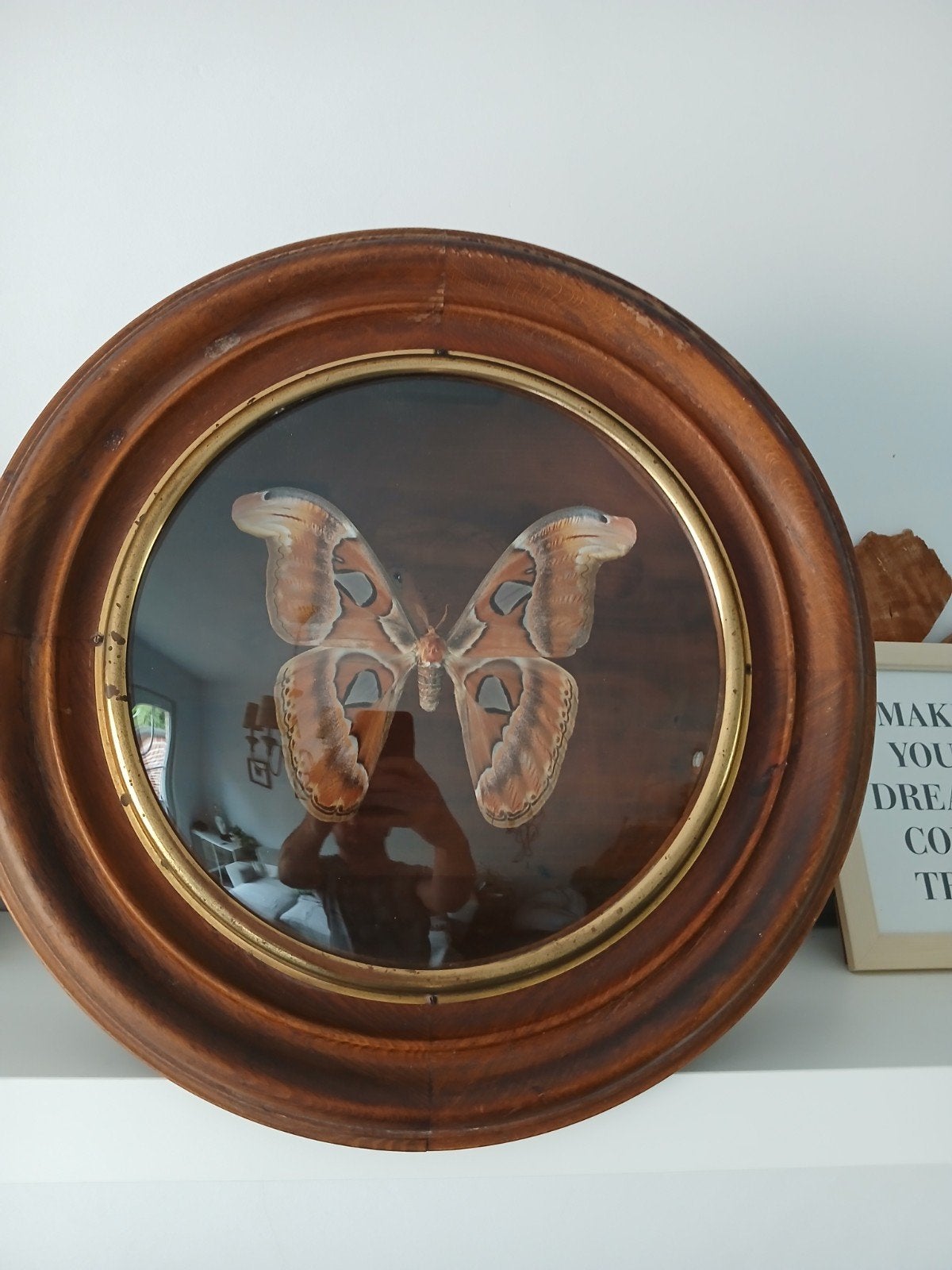 Attacus atlas, Enlèvement
