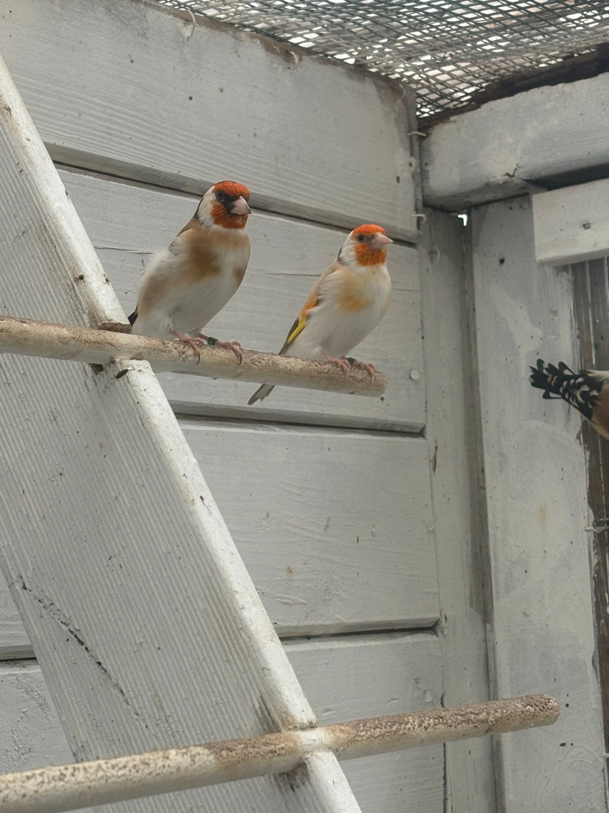 Goldfinches/Putters à vendre