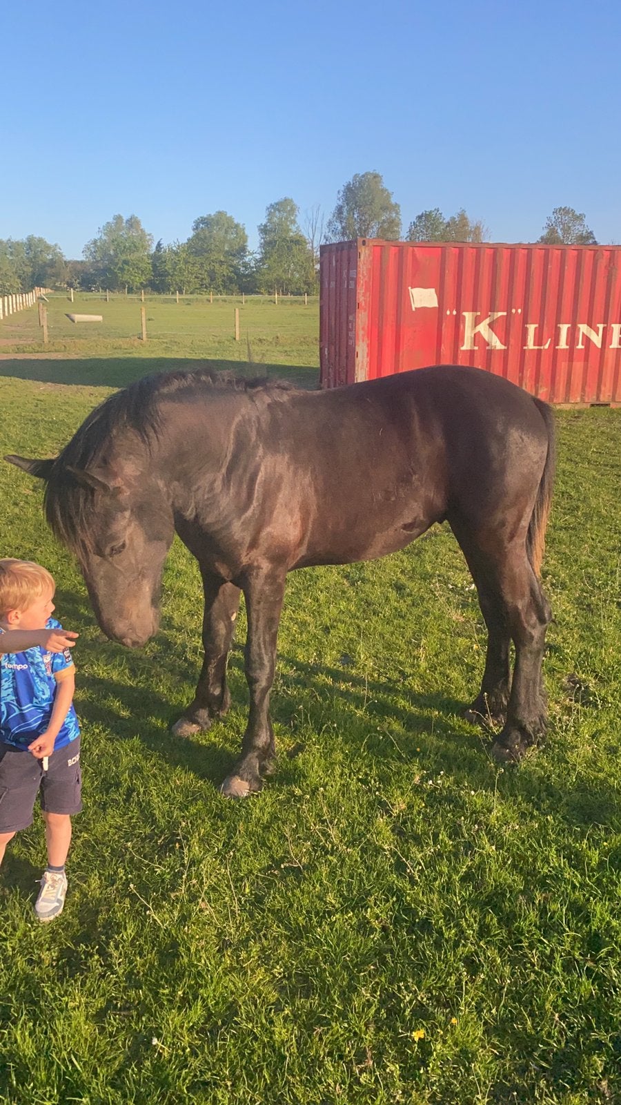 friese jaarling hengst, Dieren en Toebehoren, 0 tot 2 jaar, Hengst, Gechipt, Tuigpaard