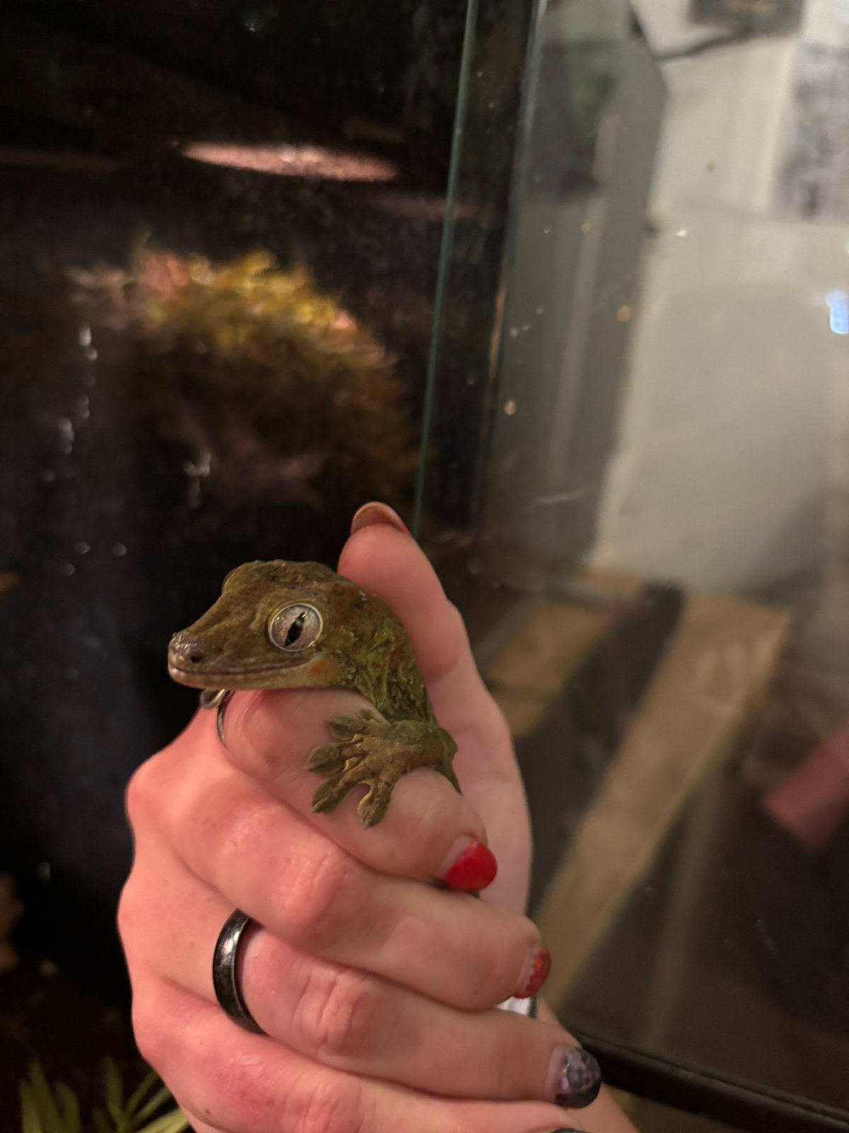 1.0 Chahoua (mannetje) gekko, Dieren en Toebehoren, Reptielen en Amfibieën, Overige soorten, Tam, 0 tot 2 jaar