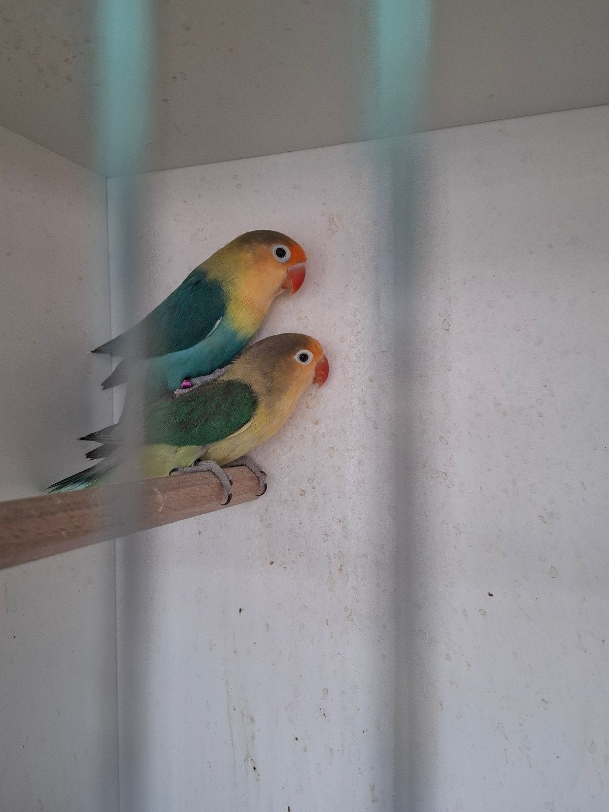 fisheri yellow face bewezen kweekkoppel, Dieren en Toebehoren, Vogels | Parkieten en Papegaaien, Geringd