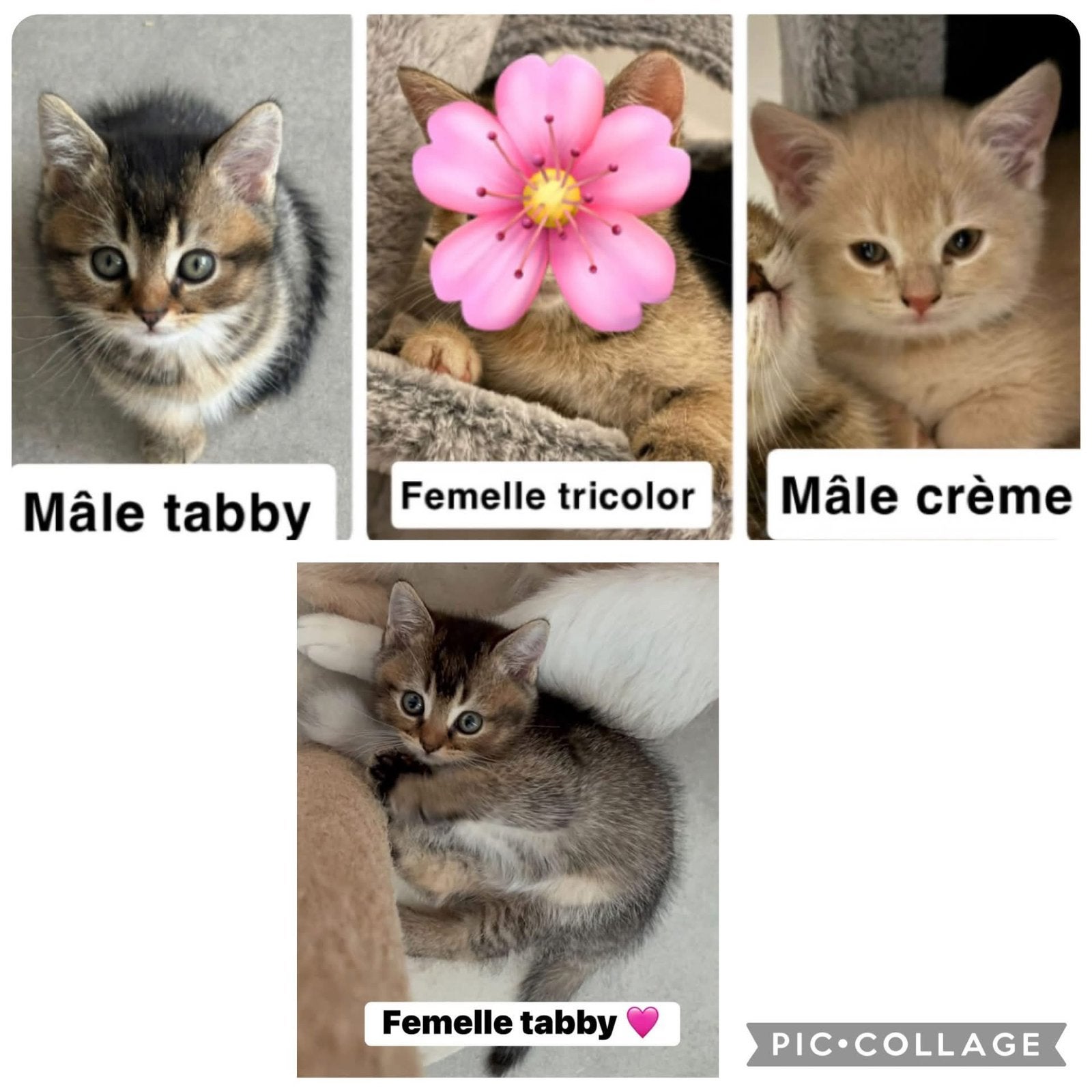 British Shorthair, Animaux & Accessoires, Chats & Chatons | Chats Autre, À poils courts, Plusieurs animaux, 0 à 2 ans