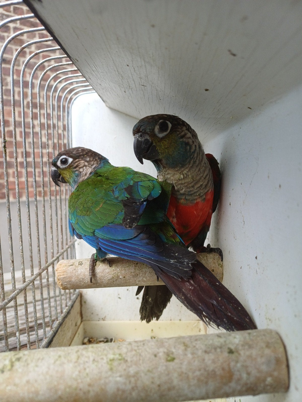 Couples Pyrrhura Perlata 2026, Plusieurs animaux, Perruche, Bagué