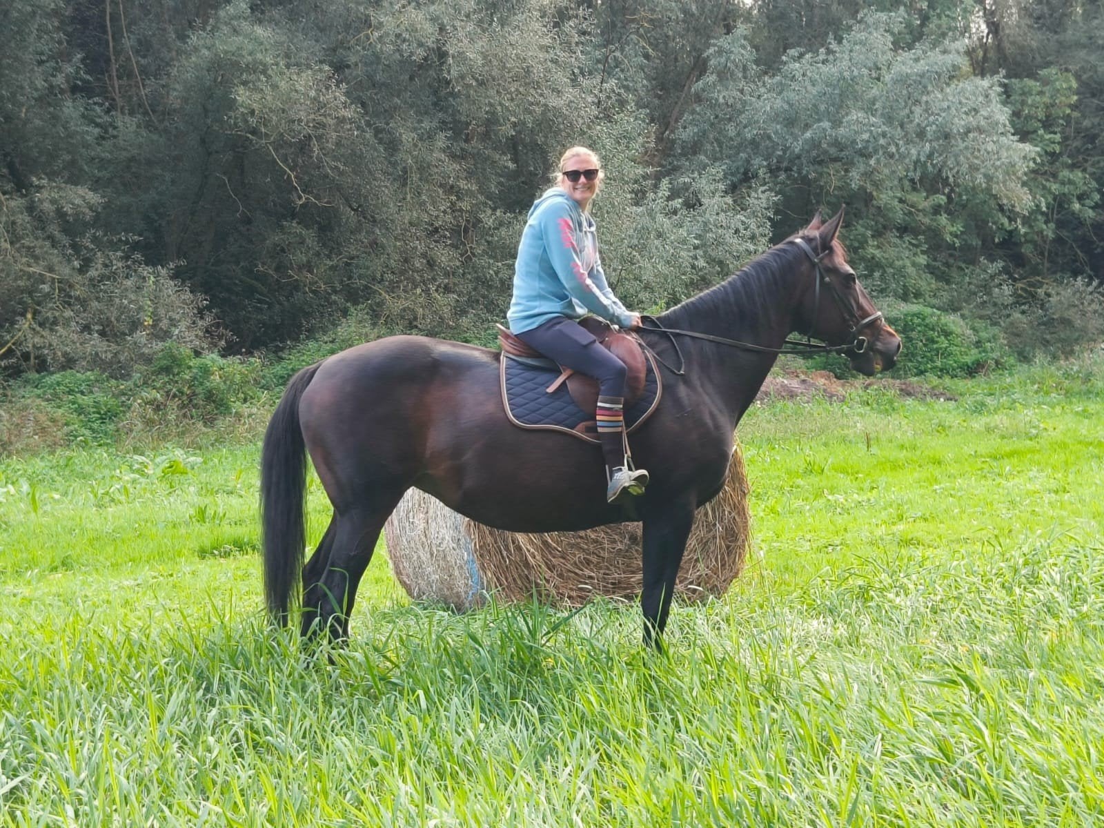 Wandelpaard te koop, Avec puce électronique, 11 ans ou plus, 165 à 170 cm, Cheval de récréation
