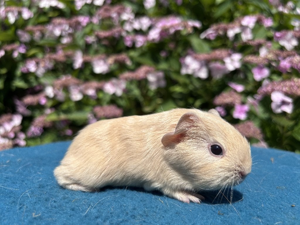 lieve cavia beertjes creme, wit, buff, goud, Dieren en Toebehoren, Knaagdieren, Cavia, Mannelijk, Juli, Tam