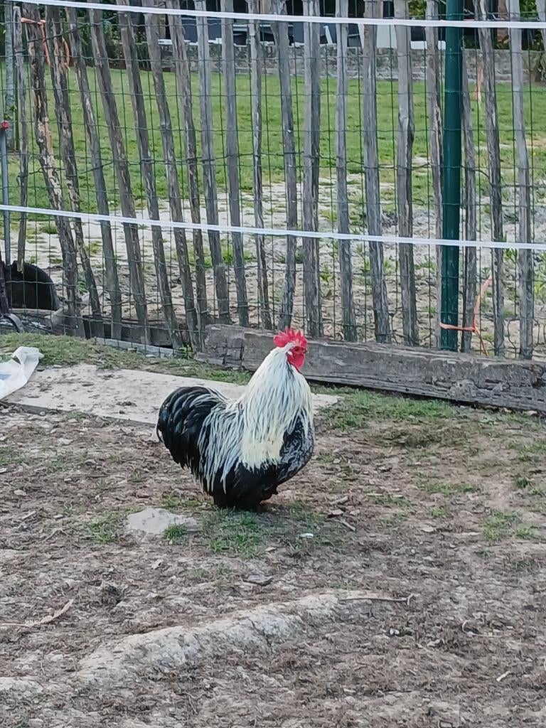Cochin Haan kriel, Dieren en Toebehoren