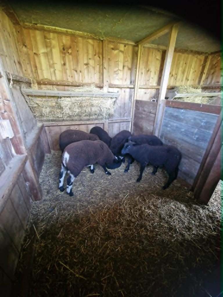 lammeren, Mouton, 0 à 2 ans