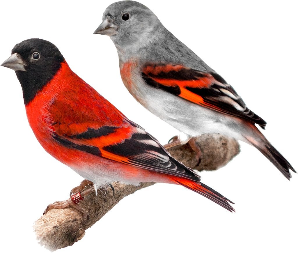 Te koop prachtige kapoetsensijzen, Dieren en Toebehoren, Meerdere dieren, Tropenvogel, Geringd