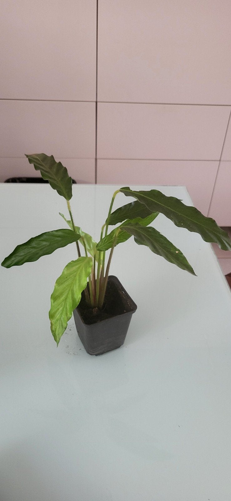 Calathea rufibarba, Enlèvement