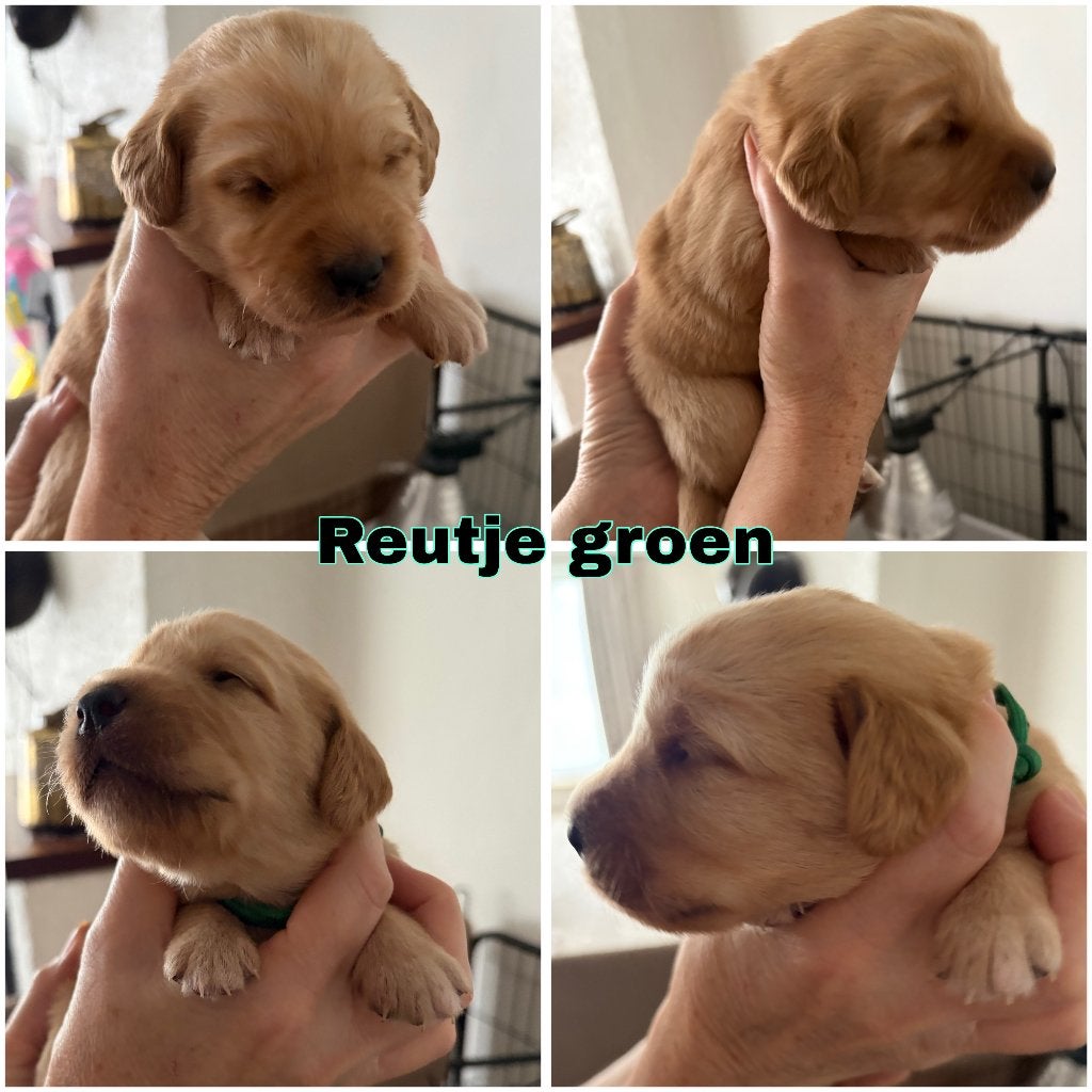 Labradoodle puppy’s, Dieren en Toebehoren, Ophalen, Hond