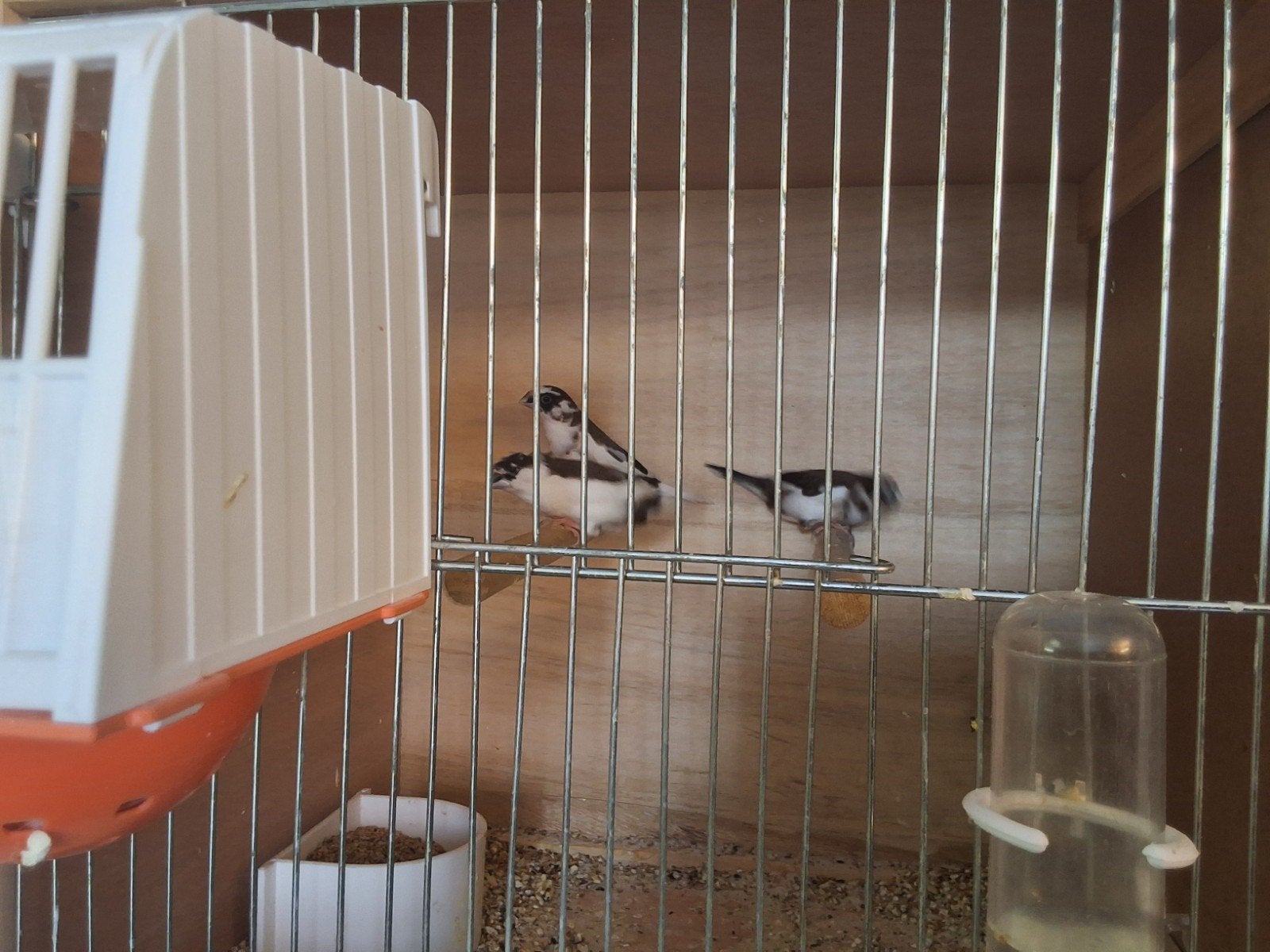 Vogels