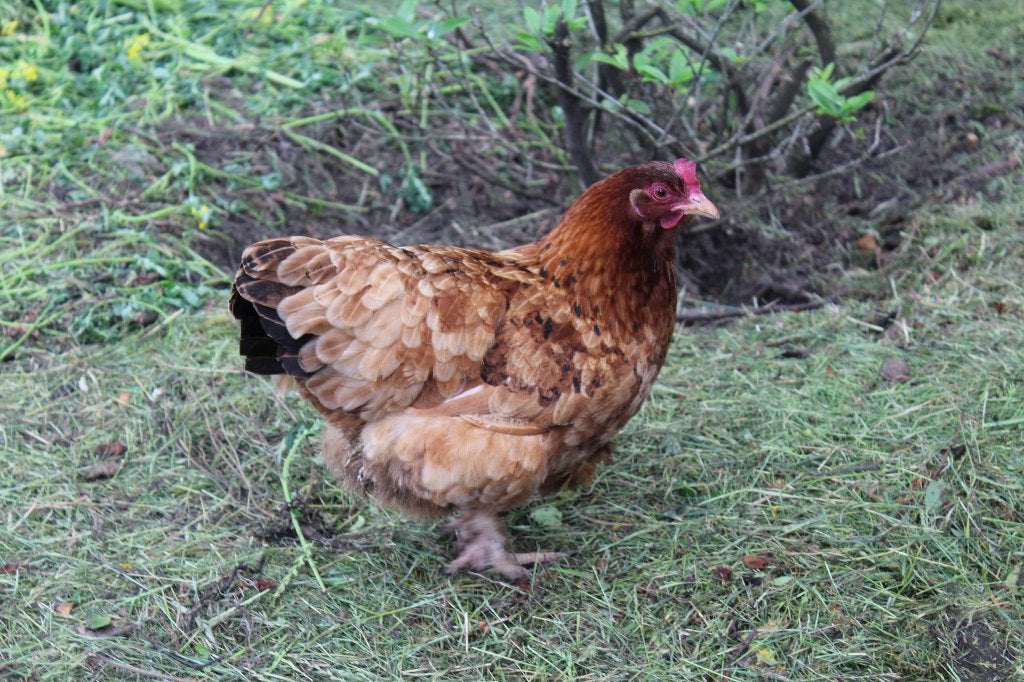 jonge kippen, Dieren en Toebehoren, Pluimvee, Kip