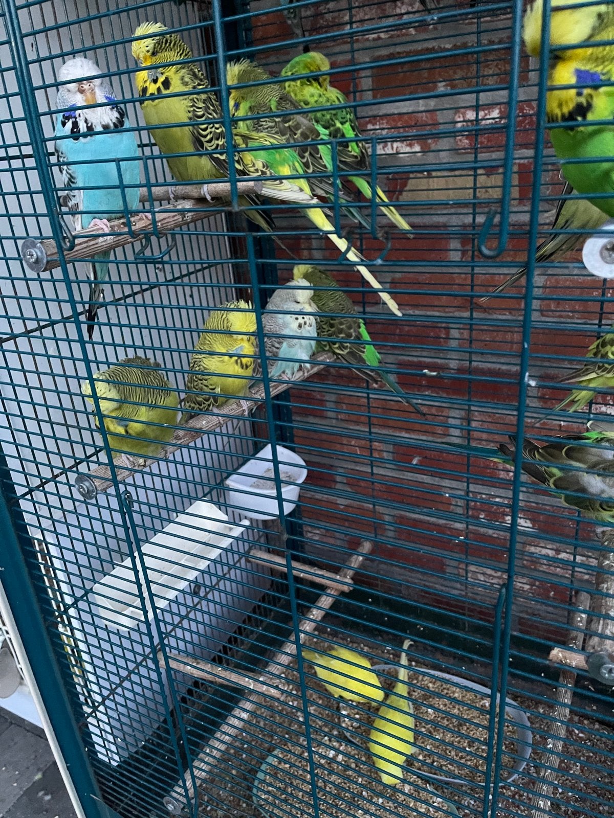 Jonge Engelse grasparkieten te koop., Dieren en Toebehoren, Ophalen, Zo goed als nieuw
