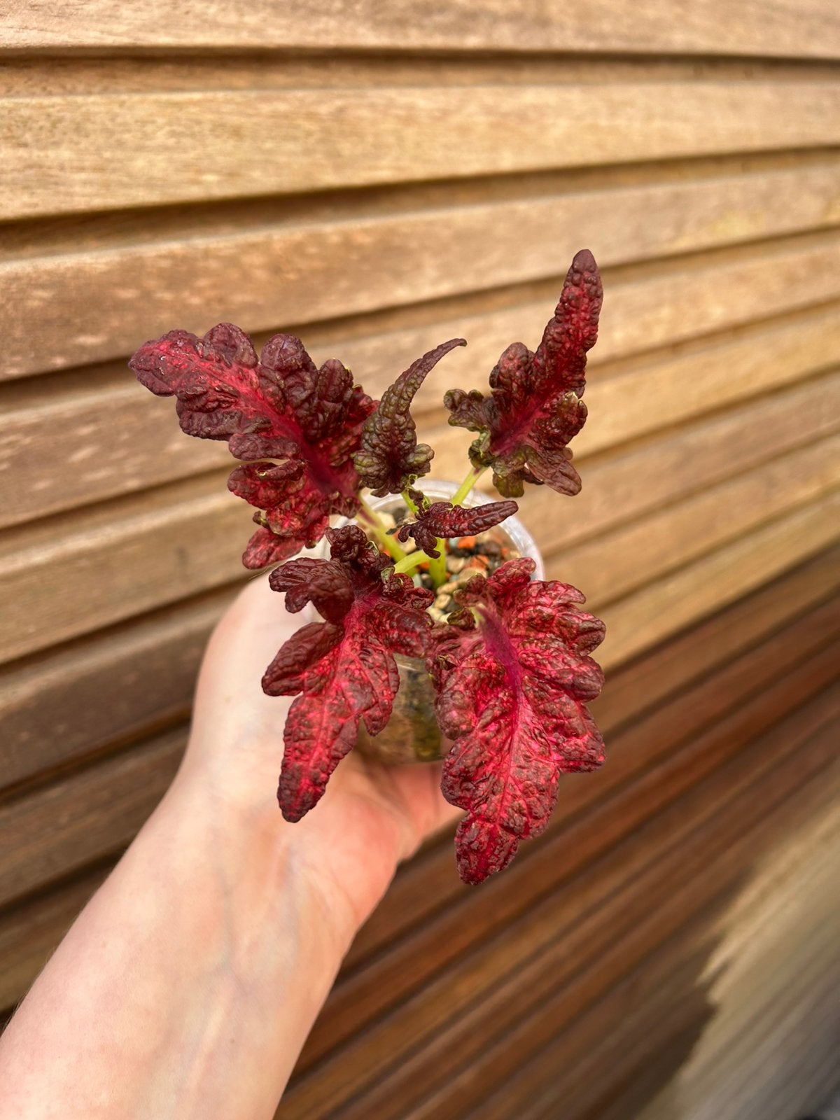 Coleus / siernetel Shamakan Queen, Tuin en Terras, Planten | Tuinplanten, Ophalen of Verzenden