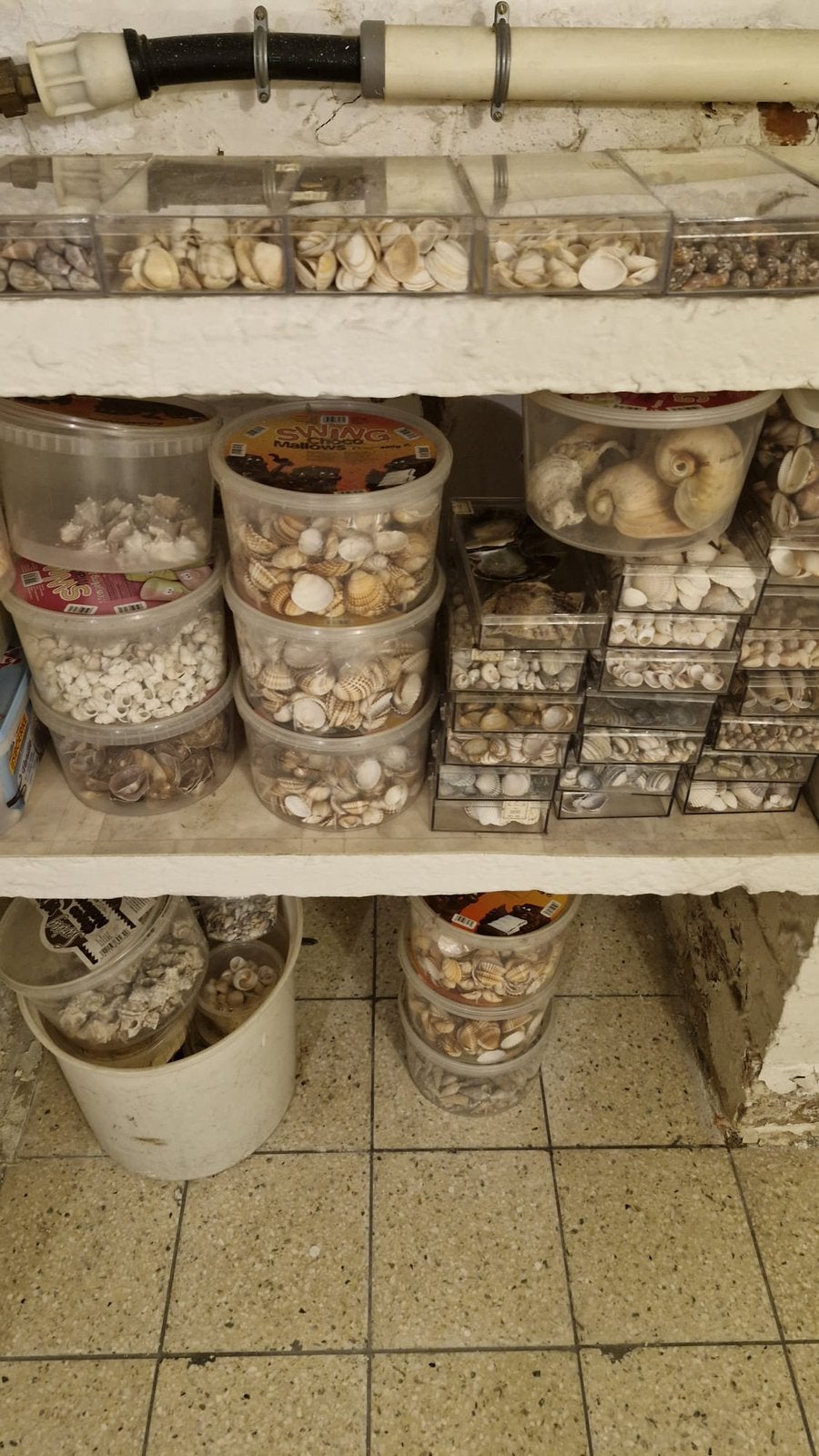 Coquillages, Enlèvement