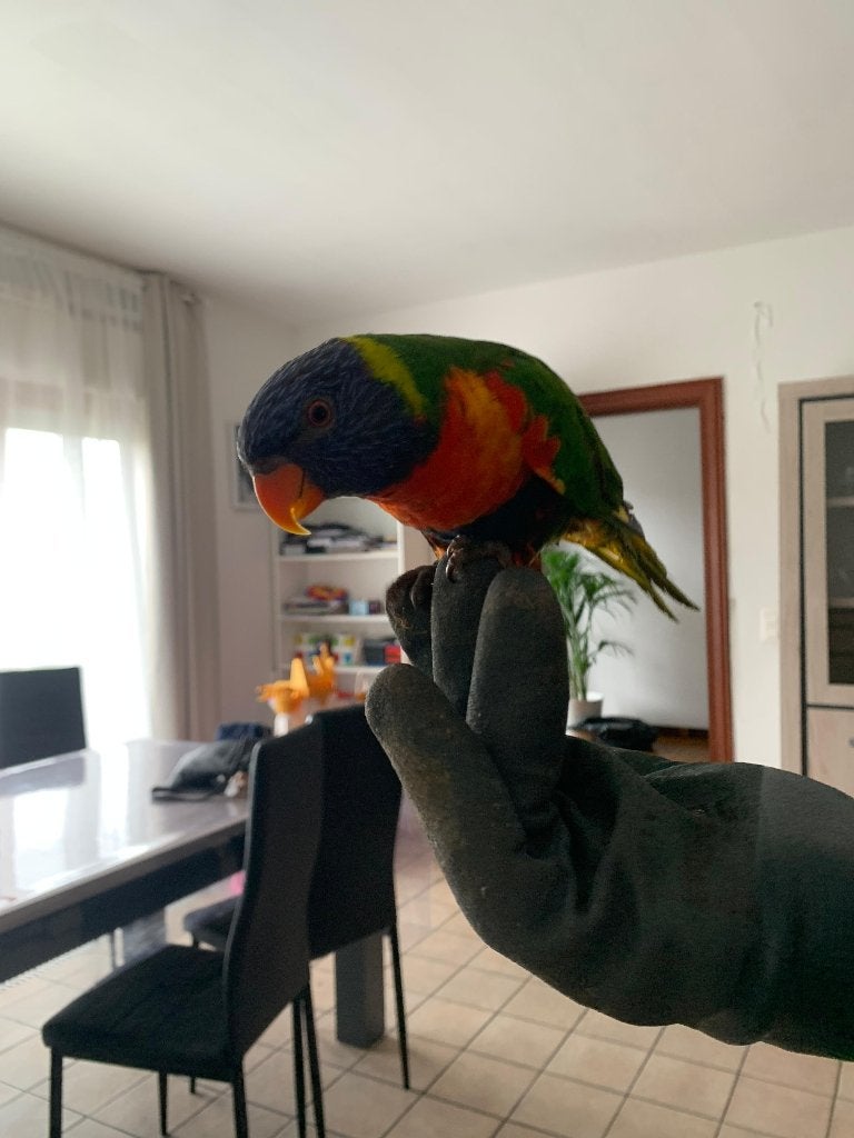 6 lori's van blauwe bergen 175 stuk€, Plusieurs animaux, Perroquet