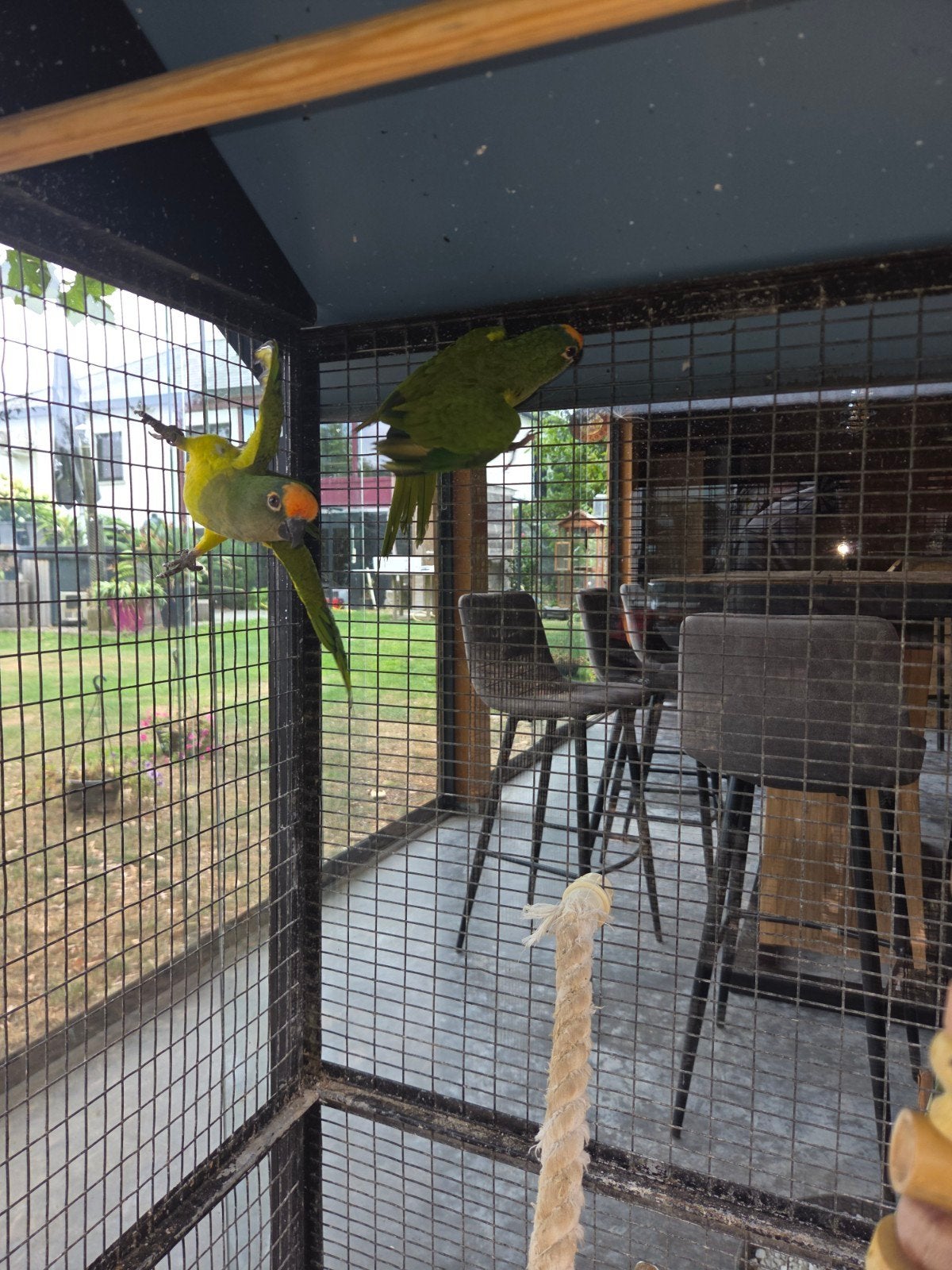 koppel papegaaien, Dieren en Toebehoren, Vogels | Parkieten en Papegaaien