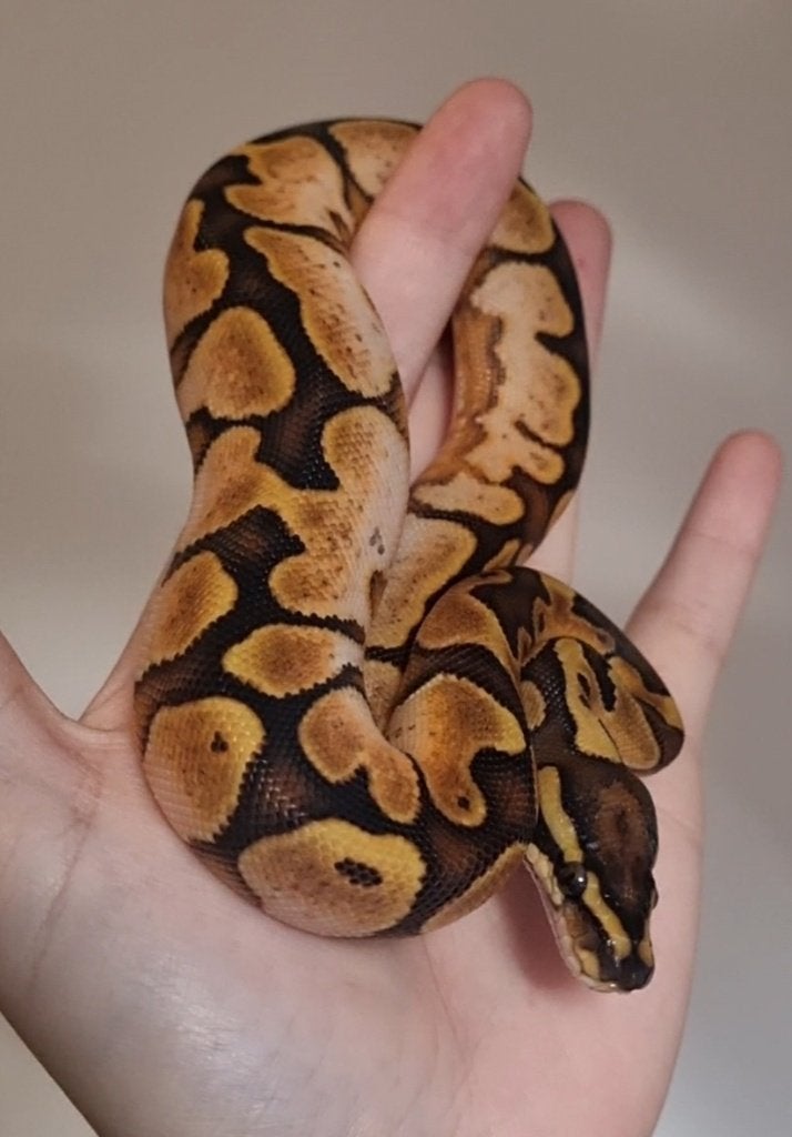 0.1 special enchi calico (od) 66% het clown, Dieren en Toebehoren