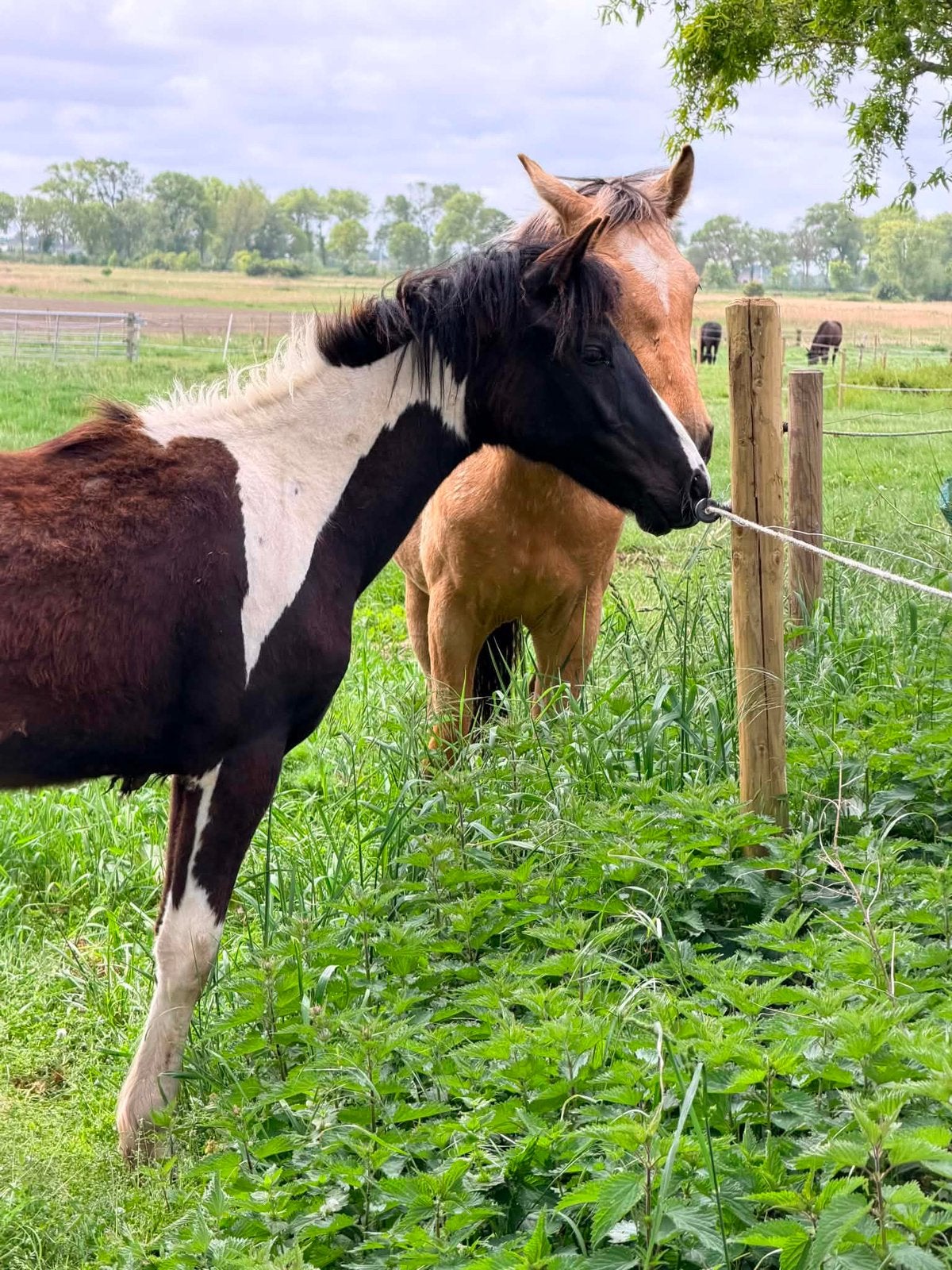 G-star à vendre !, Animaux & Accessoires, Poneys, Étalon, Non dressé, Poney D (1.37 m à 1.48m), Poney de saut, 0 à 2 ans, Avec pedigree