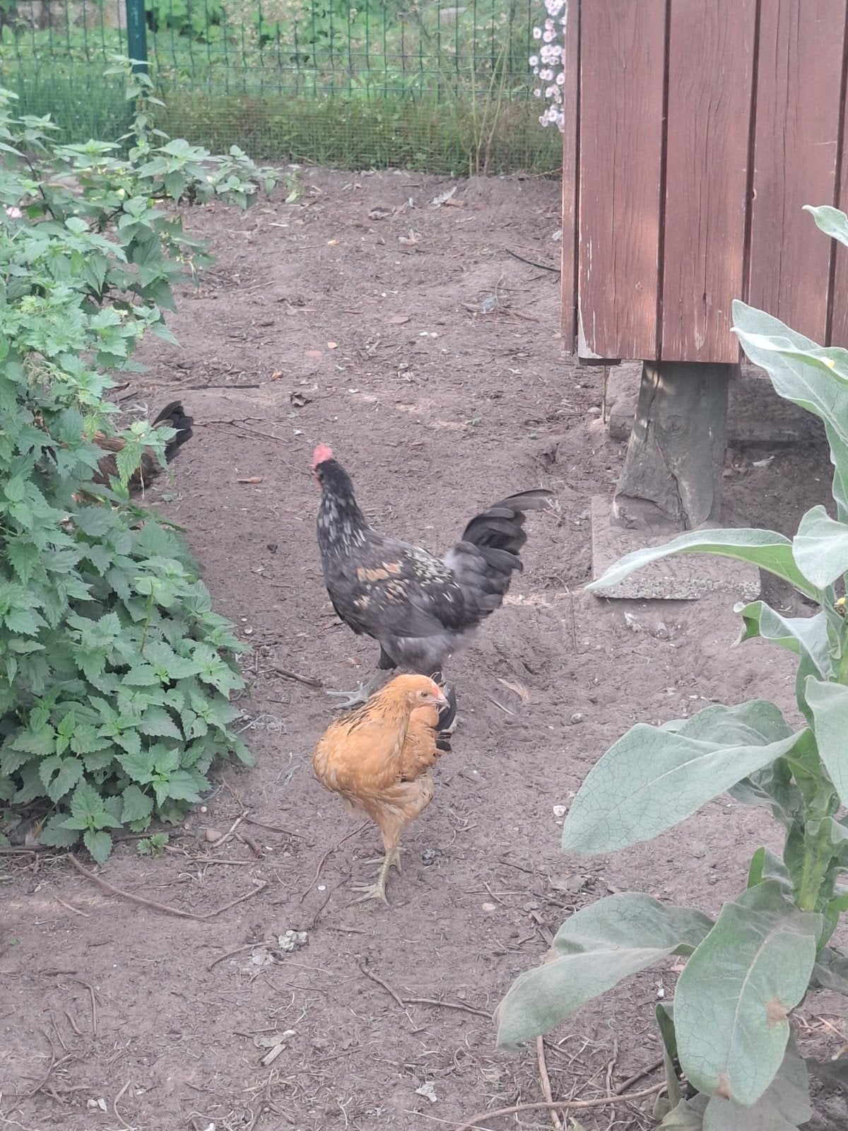 jonge haan, Dieren en Toebehoren, Mannelijk, Kip