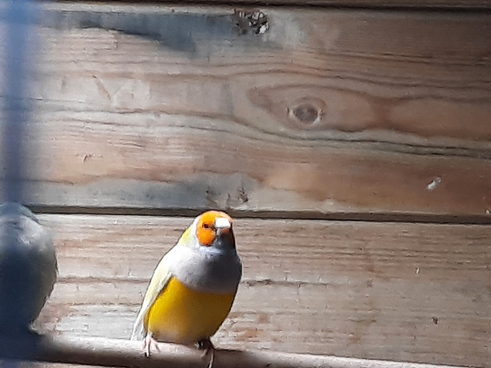 gouldamandines, Dieren en Toebehoren