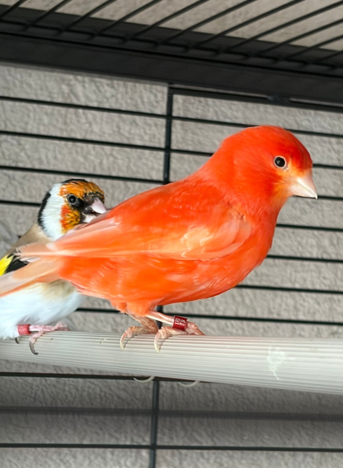 rode mannelijke kanarie, Dieren en Toebehoren, Vogels | Kanaries, Mannelijk, Zangkanarie