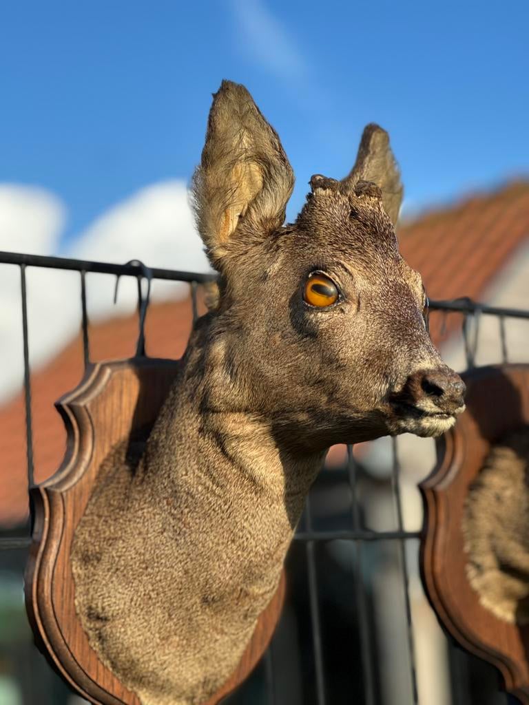 Taxidermie hertje reekop, Ophalen